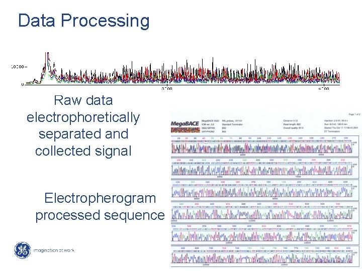 Data Processing Raw data electrophoretically separated and collected signal Electropherogram processed sequence 54 /