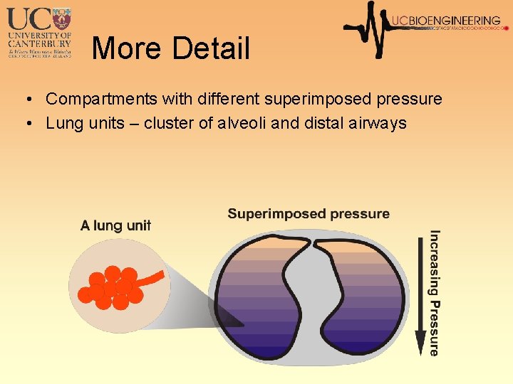 More Detail • Compartments with different superimposed pressure • Lung units – cluster of