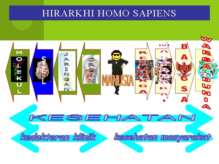 HIRARKHI HOMO SAPIENS 