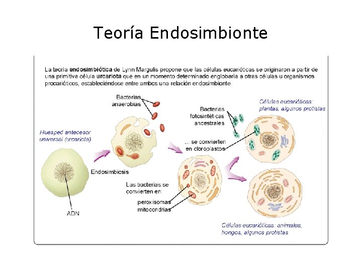 Teoría Endosimbionte 