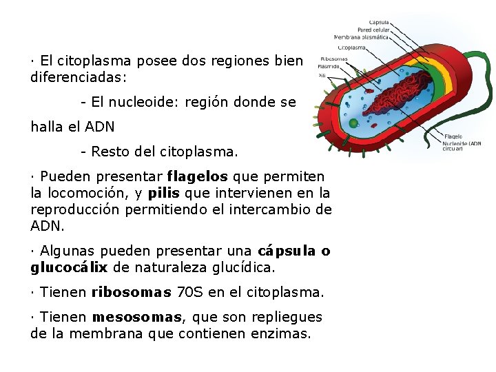 · El citoplasma posee dos regiones bien diferenciadas: - El nucleoide: región donde se