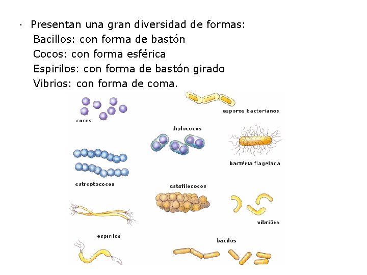 · Presentan una gran diversidad de formas: Bacillos: con forma de bastón Cocos: con