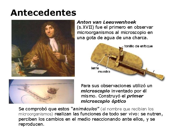 Antecedentes Anton van Leeuwenhoek (s. XVII) fue el primero en observar microorganismos al microscopio