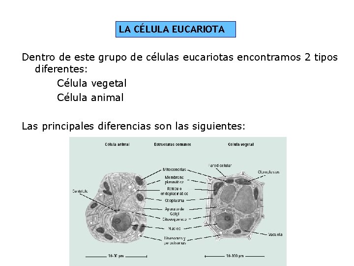 LA CÉLULA EUCARIOTA Dentro de este grupo de células eucariotas encontramos 2 tipos diferentes: