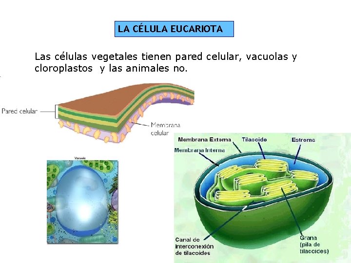 LA CÉLULA EUCARIOTA Las células vegetales tienen pared celular, vacuolas y cloroplastos y las