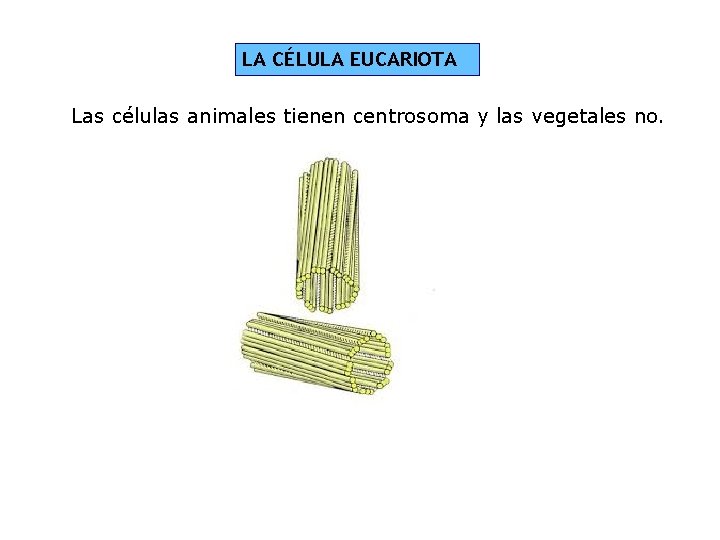 LA CÉLULA EUCARIOTA Las células animales tienen centrosoma y las vegetales no. 