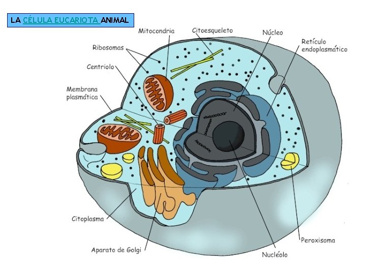 LA CÉLULA EUCARIOTA ANIMAL 