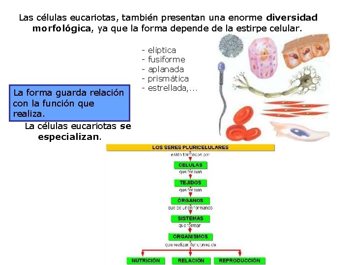 Las células eucariotas, también presentan una enorme diversidad morfológica, ya que la forma depende