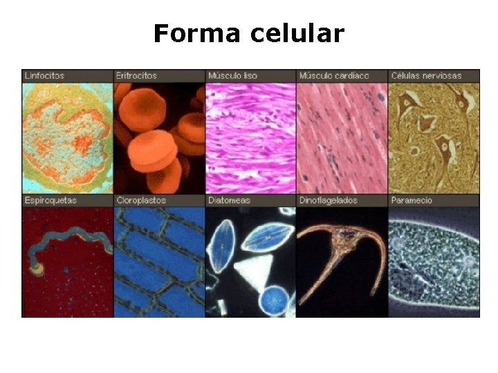 Forma celular 