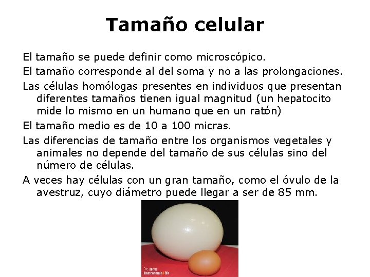 Tamaño celular El tamaño se puede definir como microscópico. El tamaño corresponde al del