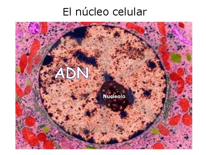 El núcleo celular 