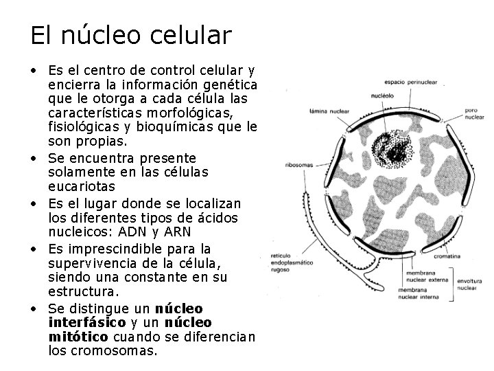 El núcleo celular • Es el centro de control celular y encierra la información