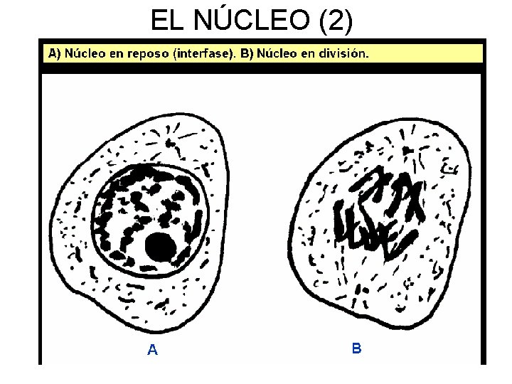 EL NÚCLEO (2) 