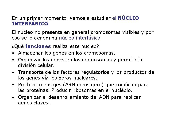 En un primer momento, vamos a estudiar el NÚCLEO INTERFÁSICO · El núcleo no