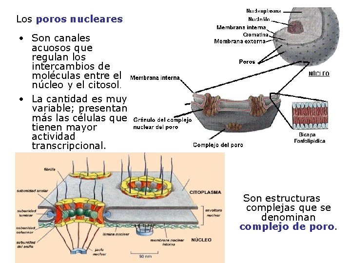 Los poros nucleares • Son canales acuosos que regulan los intercambios de moléculas entre