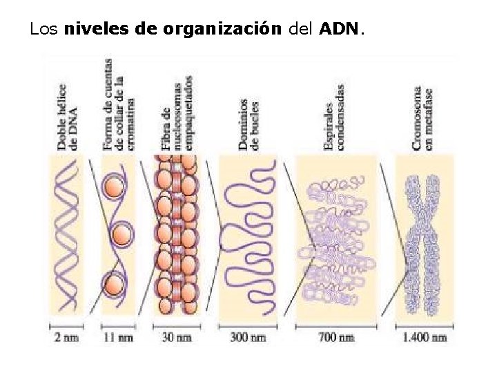 Los niveles de organización del ADN. 