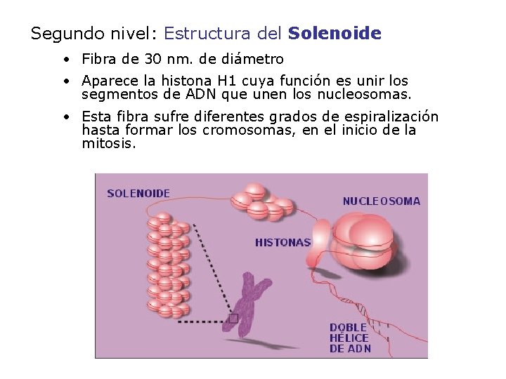 Segundo nivel: Estructura del Solenoide • Fibra de 30 nm. de diámetro • Aparece