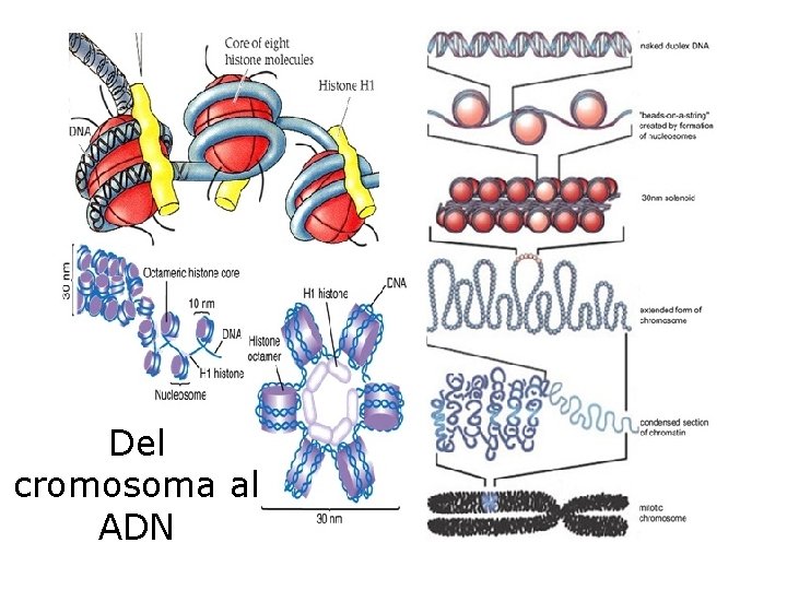 Del cromosoma al ADN 