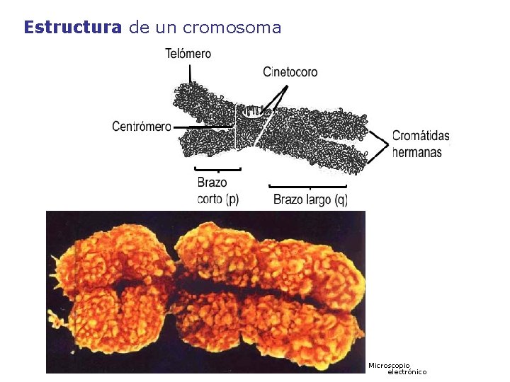 Estructura de un cromosoma Microscopio electrónico 