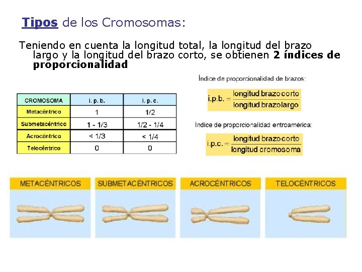 Tipos de los Cromosomas: Teniendo en cuenta la longitud total, la longitud del brazo