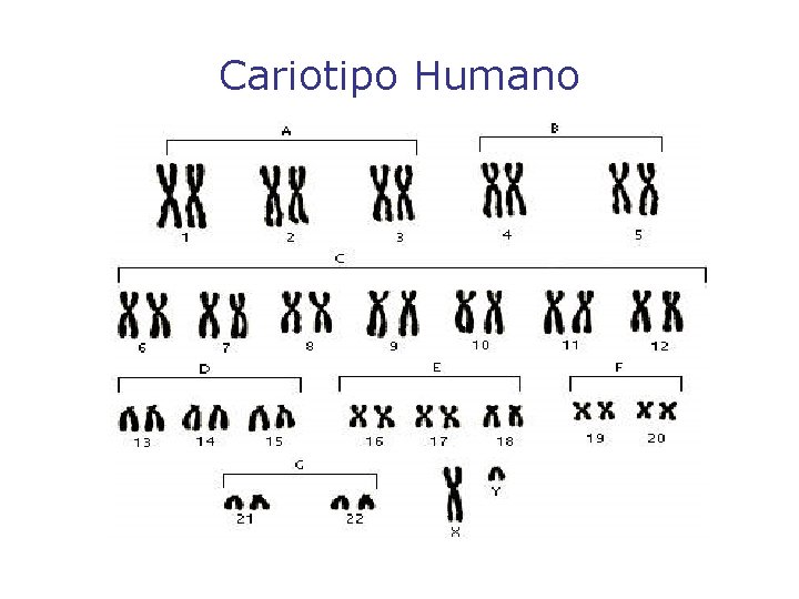 Cariotipo Humano 