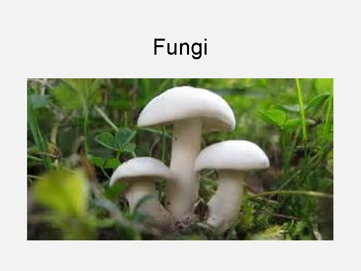 Fungi 