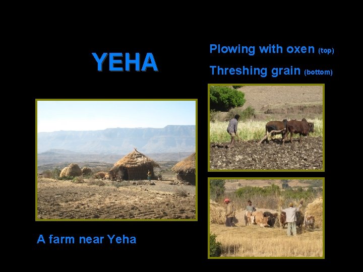 YEHA A farm near Yeha Plowing with oxen (top) Threshing grain (bottom) 