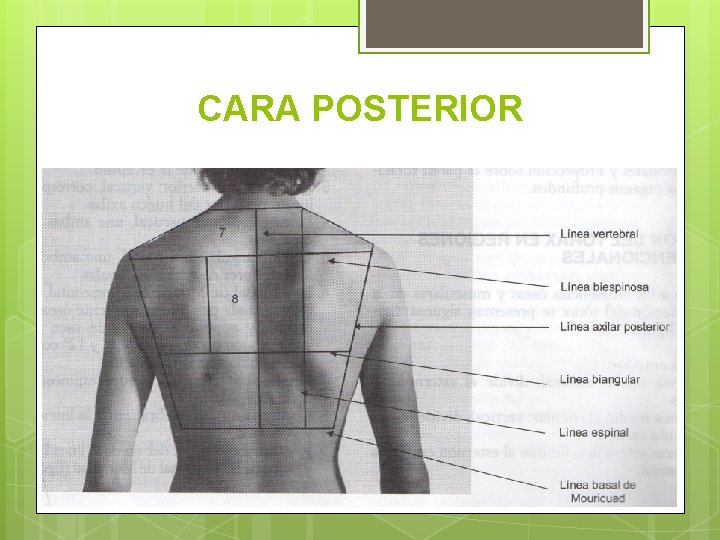 CARA POSTERIOR 