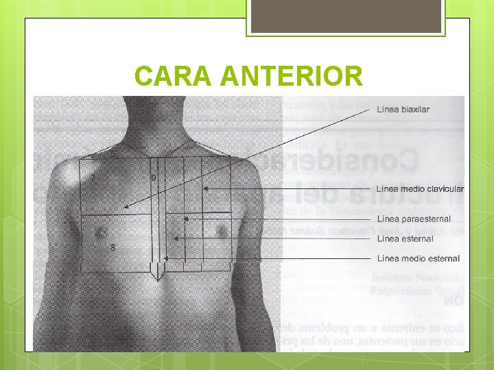 CARA ANTERIOR 