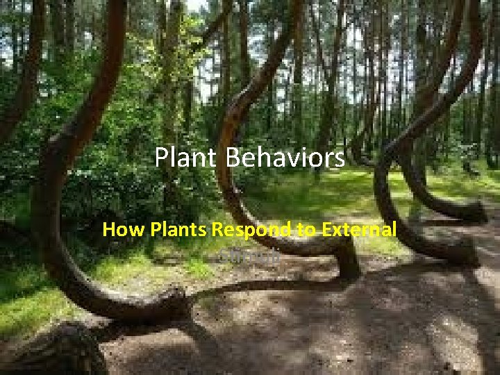 Plant Behaviors How Plants Respond to External Stimuli 