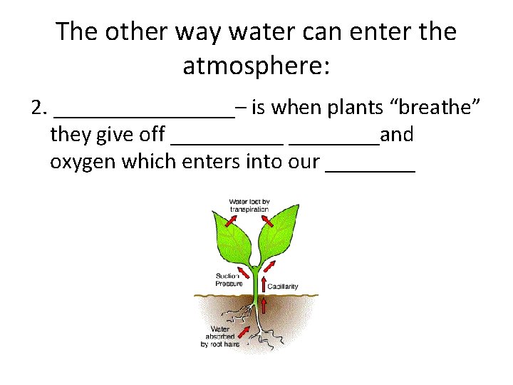 The other way water can enter the atmosphere: 2. ________– is when plants “breathe”