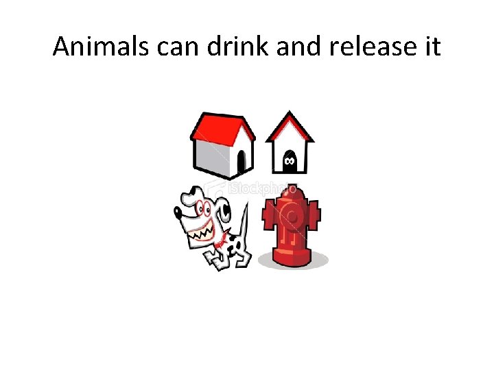 Animals can drink and release it 