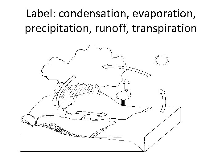 Label: condensation, evaporation, precipitation, runoff, transpiration 