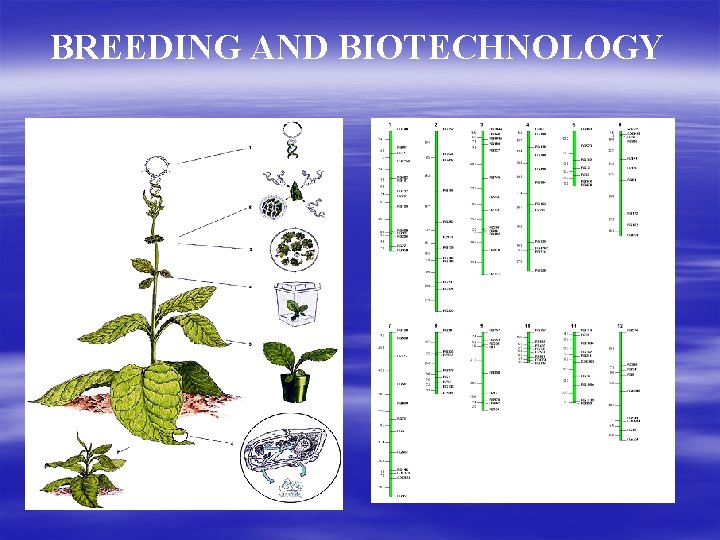 BREEDING AND BIOTECHNOLOGY 