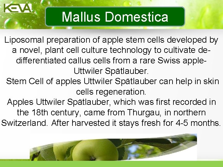 Mallus Domestica Liposomal preparation of apple stem cells developed by a novel, plant cell