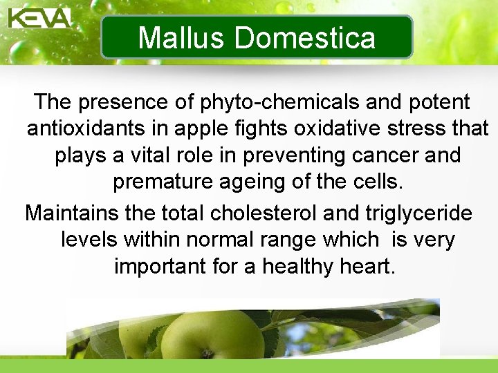 Mallus Domestica The presence of phyto-chemicals and potent antioxidants in apple fights oxidative stress
