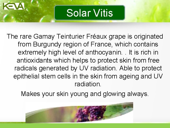 Solar Vitis The rare Gamay Teinturier Fréaux grape is originated from Burgundy region of