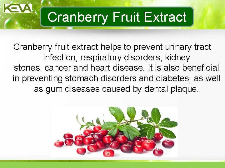 Cranberry Fruit Extract Cranberry fruit extract helps to prevent urinary tract infection, respiratory disorders,