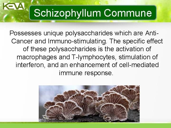 Schizophyllum Commune Possesses unique polysaccharides which are Anti. Cancer and Immuno-stimulating. The specific effect