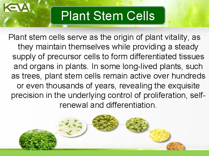 Plant Stem Cells Plant stem cells serve as the origin of plant vitality, as