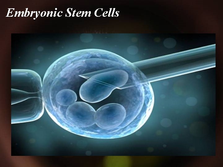 Embryonic Stem Cells 