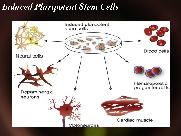 Induced Pluripotent Stem Cells 