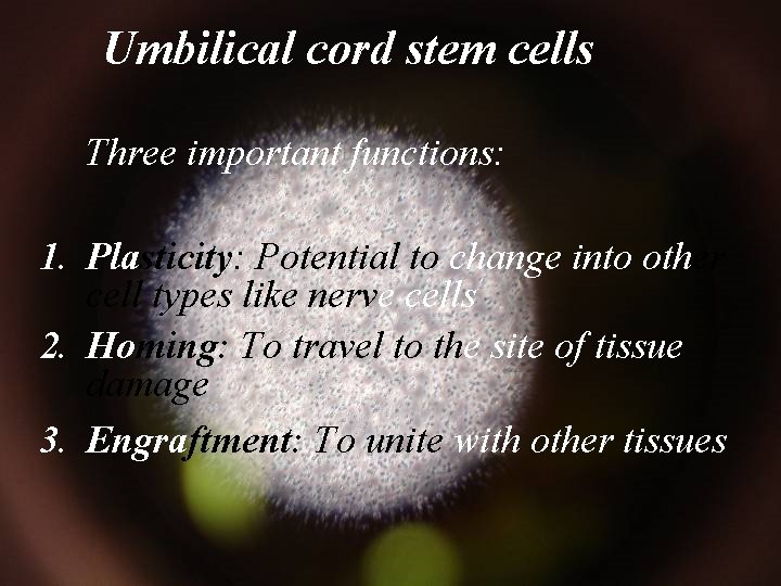 Umbilical cord stem cells Three important functions: 1. Plasticity: Potential to change into other