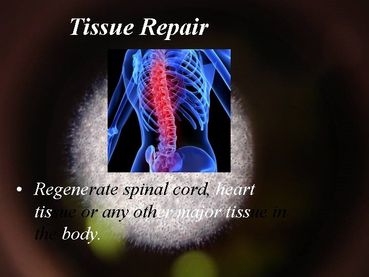 Tissue Repair • Regenerate spinal cord, heart tissue or any other major tissue in