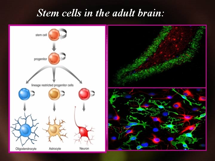 Stem cells in the adult brain: 