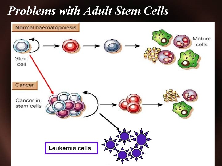 Problems with Adult Stem Cells 