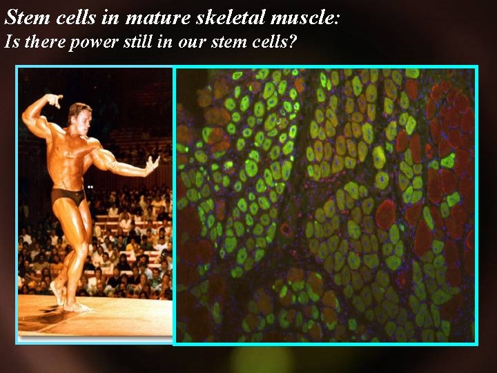 Stem cells in mature skeletal muscle: Is there power still in our stem cells?