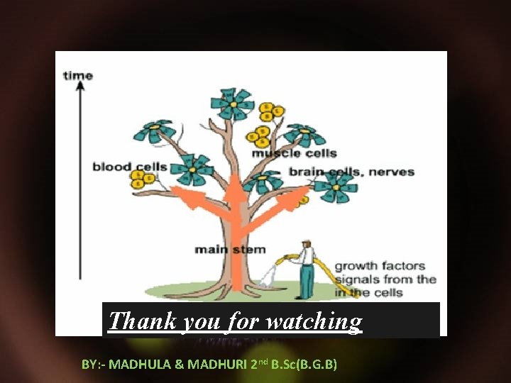 Thank you for watching BY: - MADHULA & MADHURI 2 nd B. Sc(B. G.