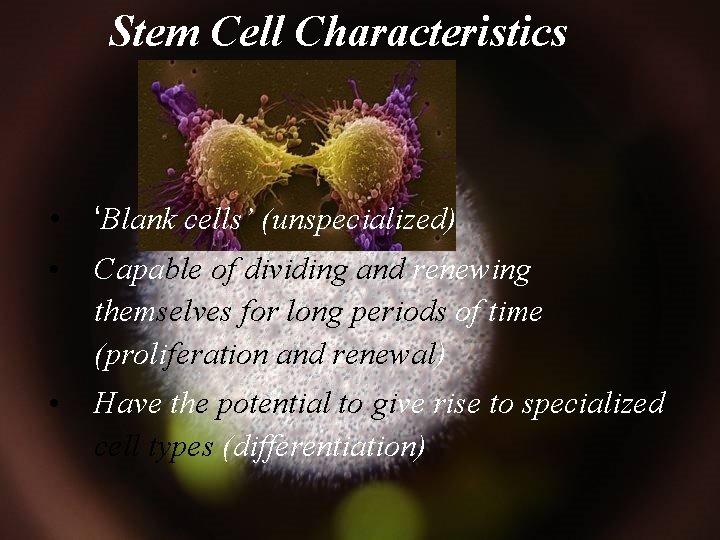 Stem Cell Characteristics • ‘Blank cells’ (unspecialized) • Capable of dividing and renewing themselves