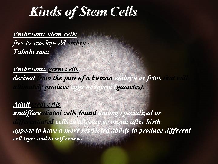 Kinds of Stem Cells Embryonic stem cells five to six-day-old embryo Tabula rasa Embryonic